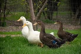 AentryFarm ducks