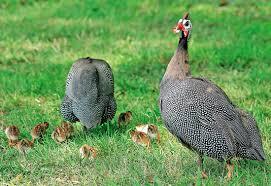 Guinea Fowl